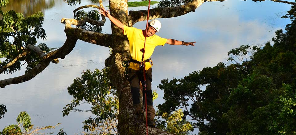 A man enjoying high heights of tree climbing in the Redwood forest